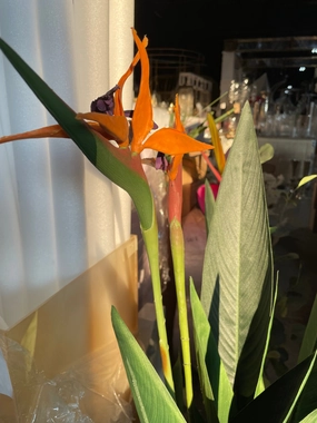 4 feet birds of paradise Tree in a pot realistic flower bouquet  
