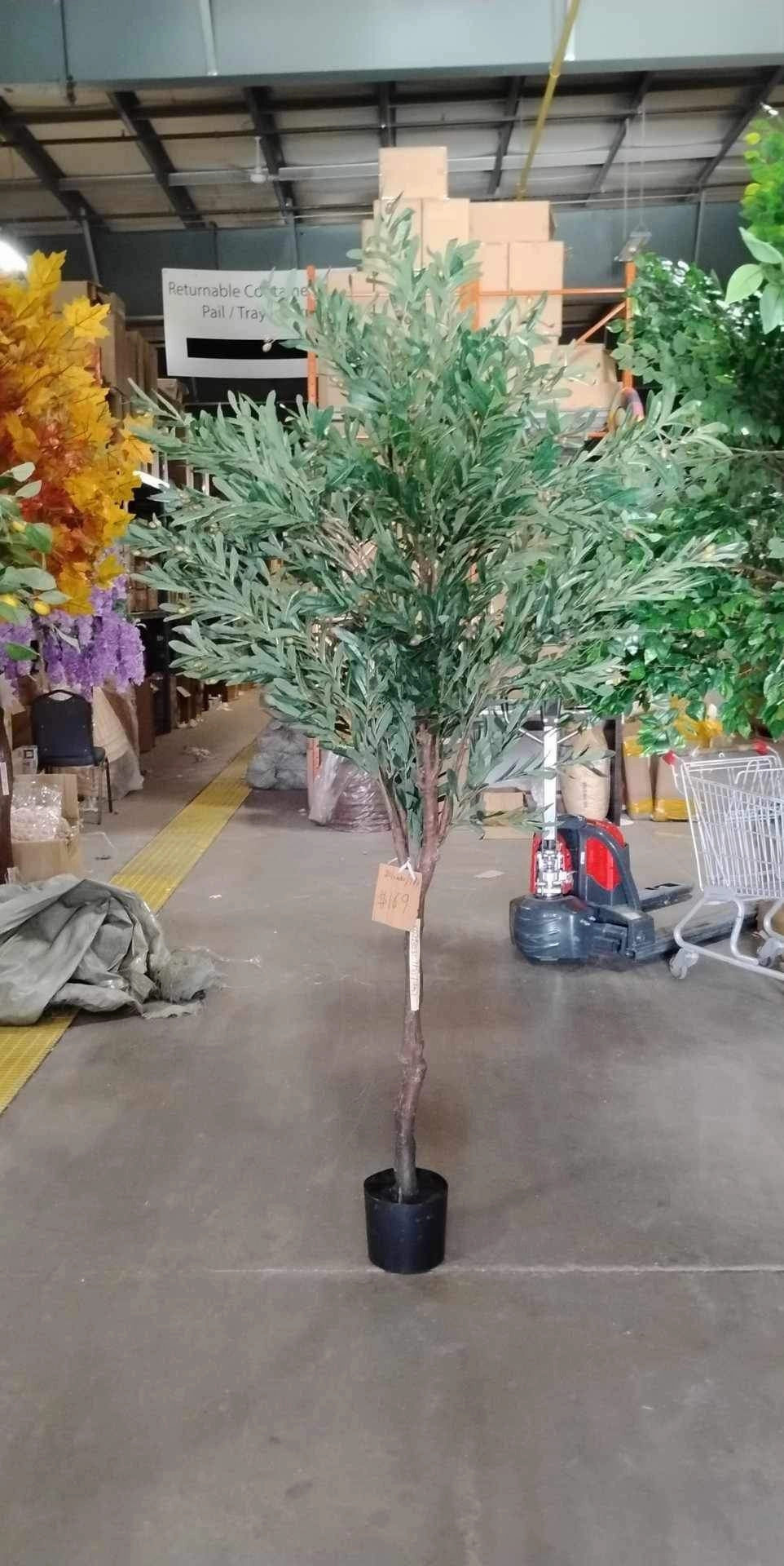 7?2.4 meter olive Tree in a pot XDJ1803-7FG