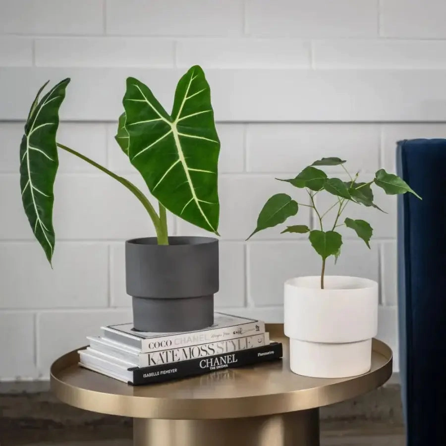 'The Essential' Porcelain Planter