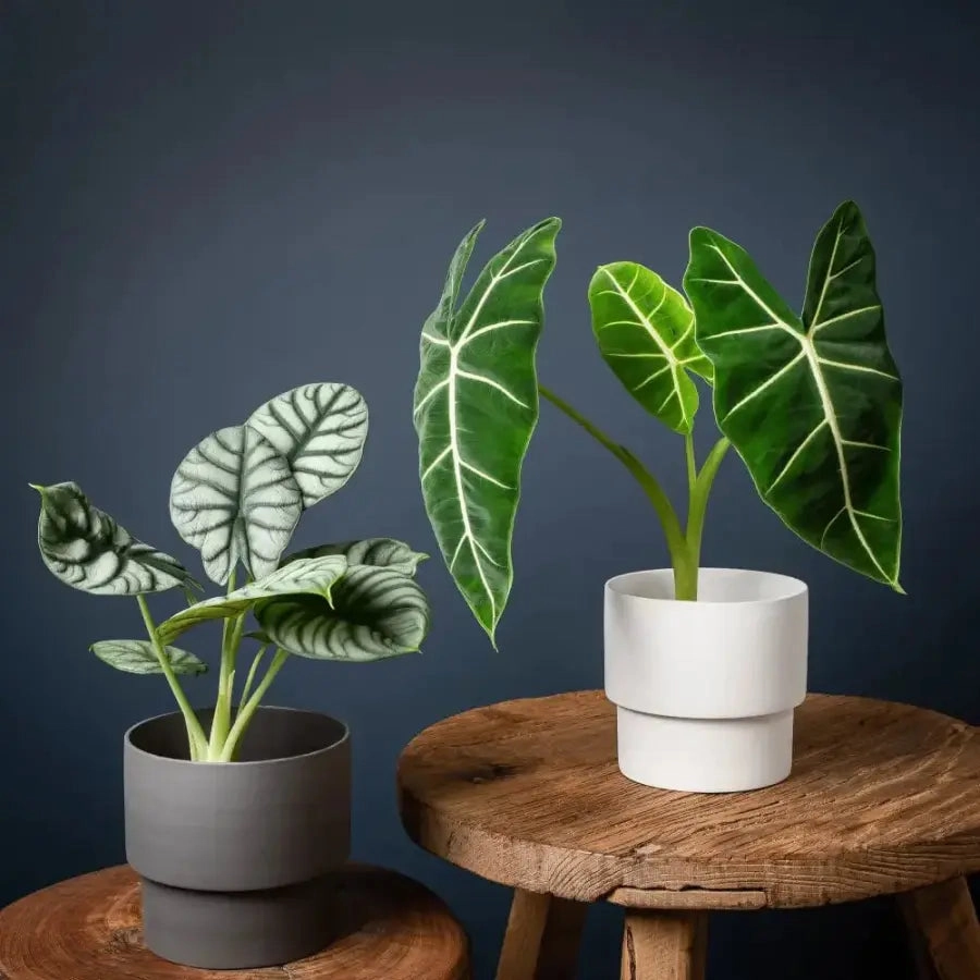 'The Essential' Porcelain Planter