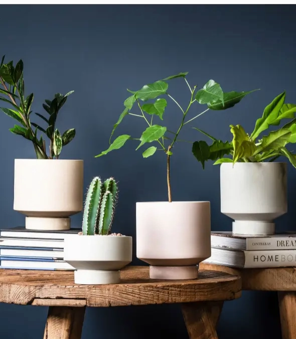 'The Rangers' Porcelain Indoor Planter & Plate
