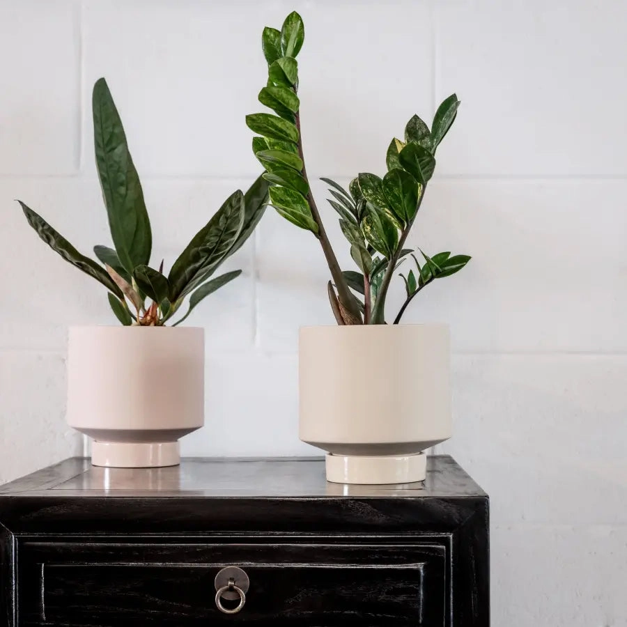 'The Rangers' Porcelain Indoor Planter & Plate