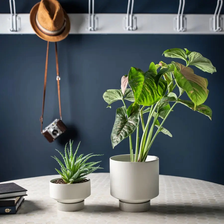'The Rangers' Porcelain Indoor Planter & Plate