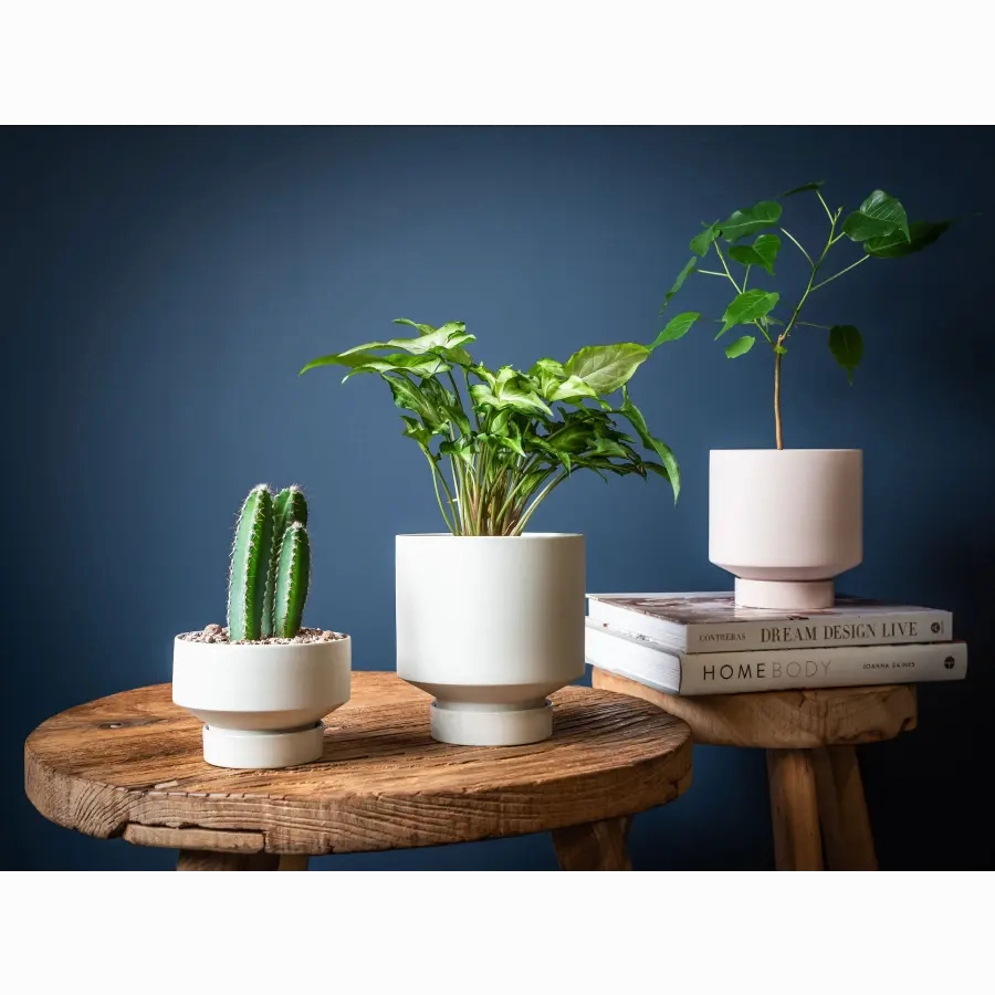 'The Rangers' Porcelain Indoor Planter & Plate