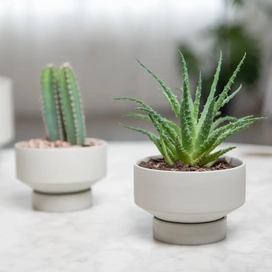 'The Rangers' Porcelain Indoor Planter & Plate