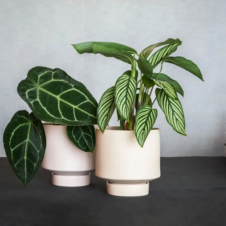 'The Rangers' Porcelain Indoor Planter & Plate