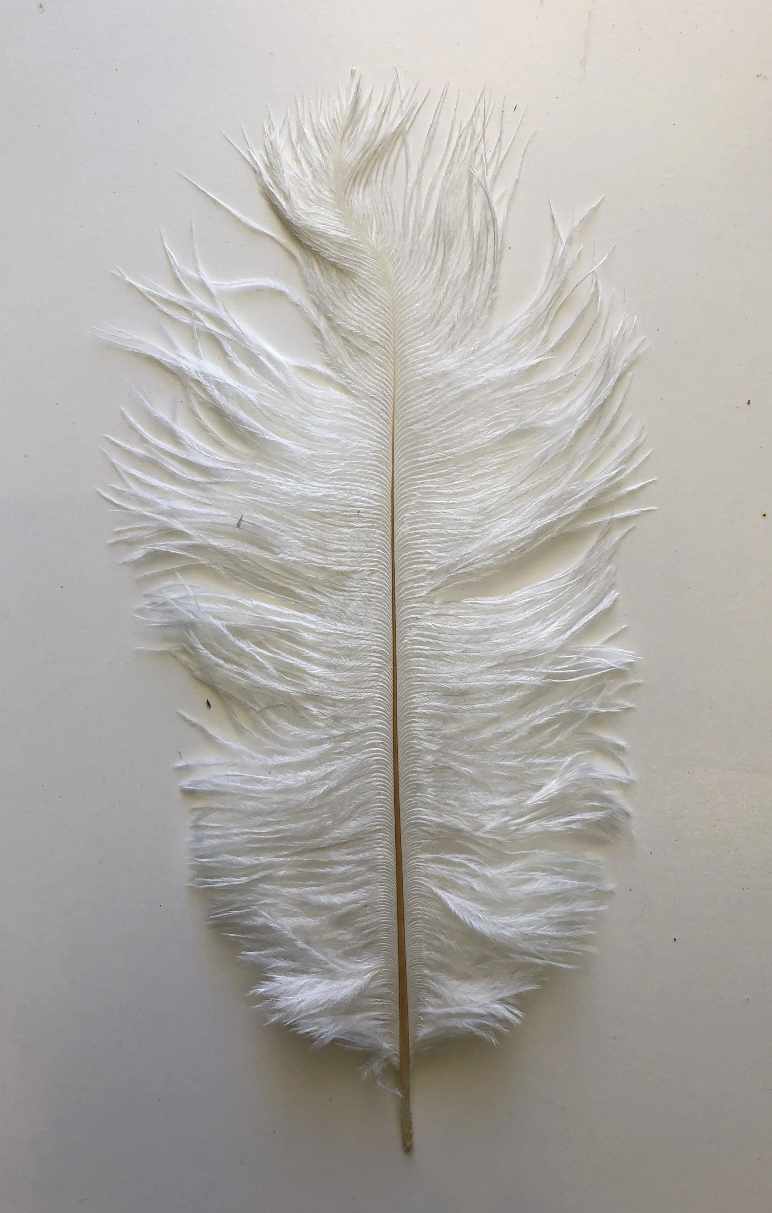 ACC0044 Ostrich Feather 27cm 4 Colours