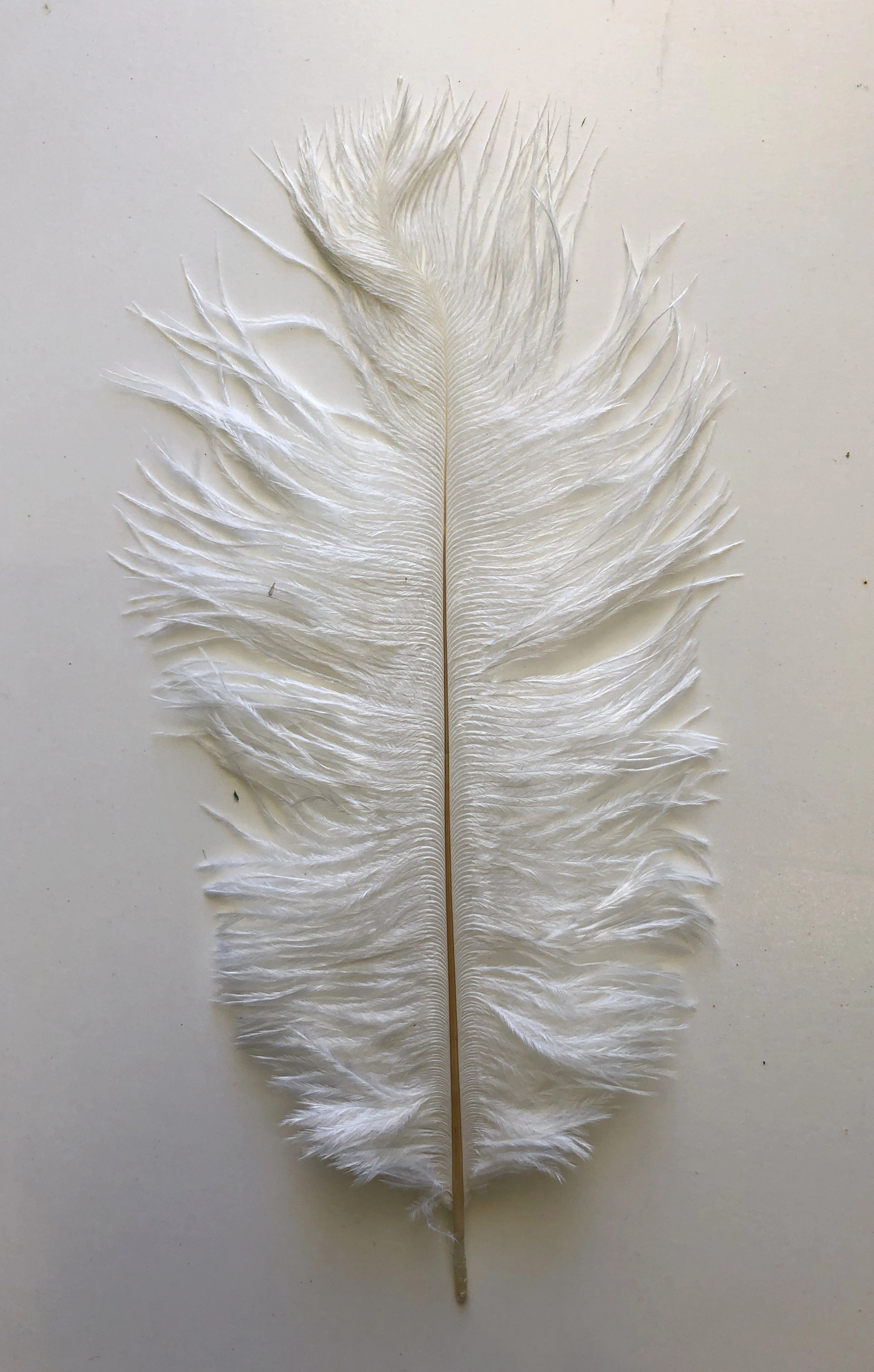 ACC0044 Ostrich Feather 27cm 4 Colours