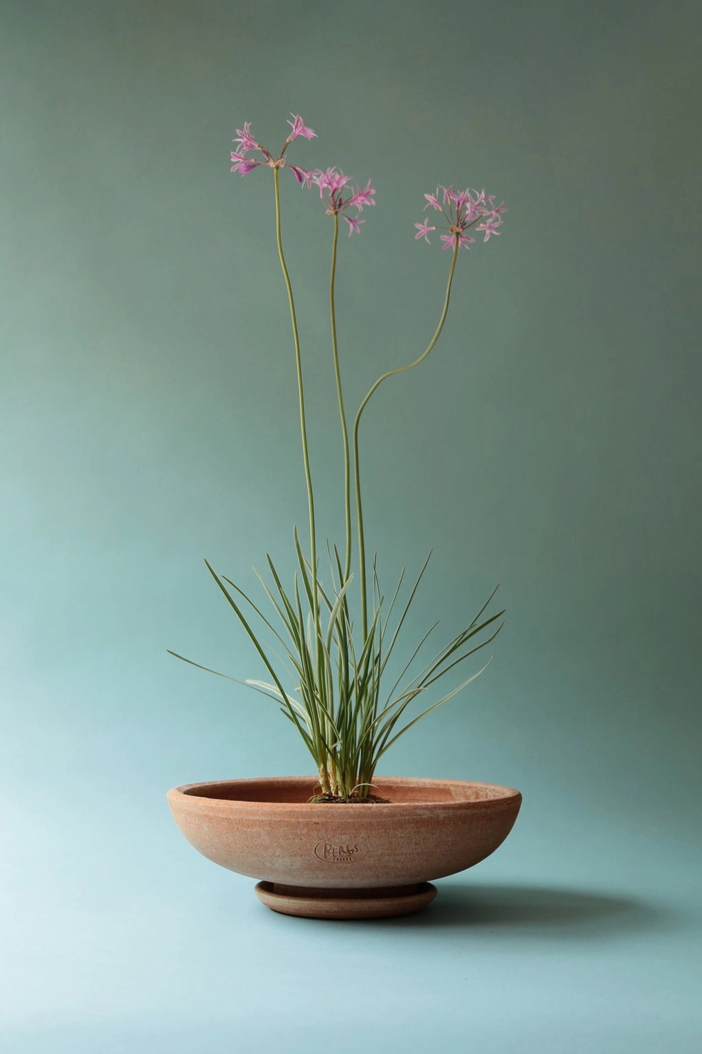 Ada Clay Bowl & Saucer Rosa 40cm