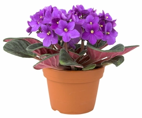 African Violet Plant,realistic flower bouquet 