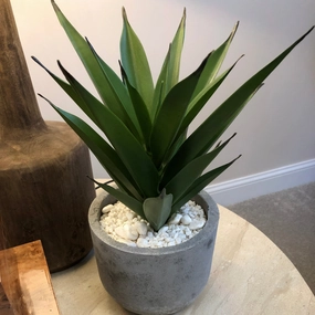 Aloe Vera in Grey Cement Pot 38cm,dried artificial flower