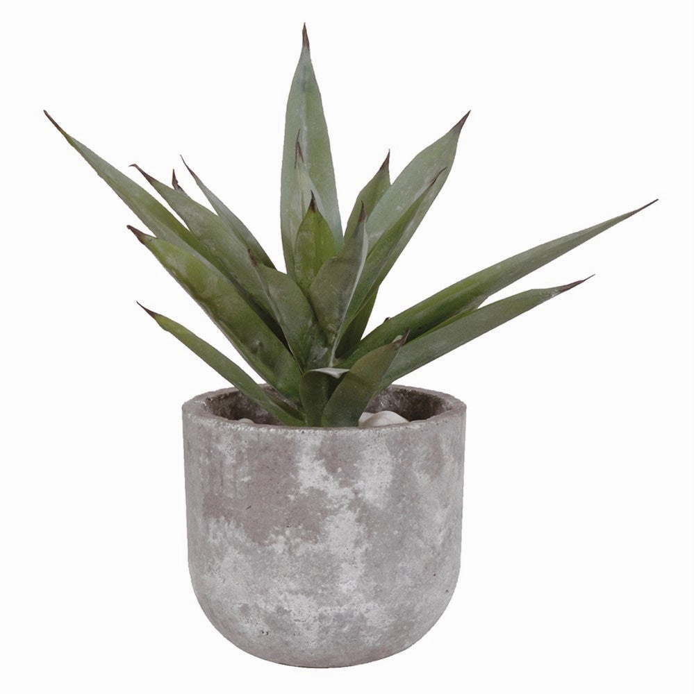 Aloe Vera in Grey Cement Pot 38cm