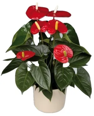Anthurium Plant,realistic flower bouquet 