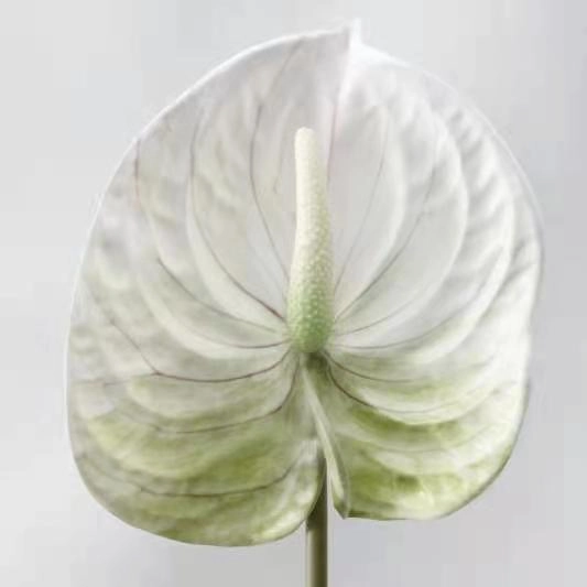 Anthuriums Artificial Silk Flowers Stem ANTHURIUM001-003