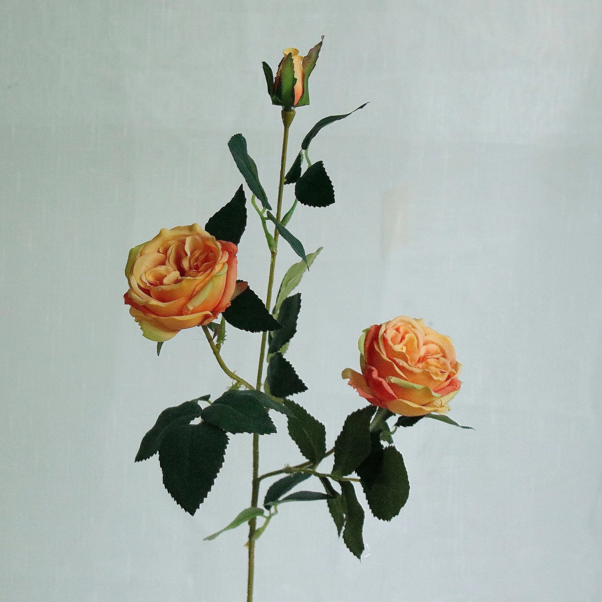 Austin Rose 3 Heads Artificial Flower Stem 7 Color Selections
