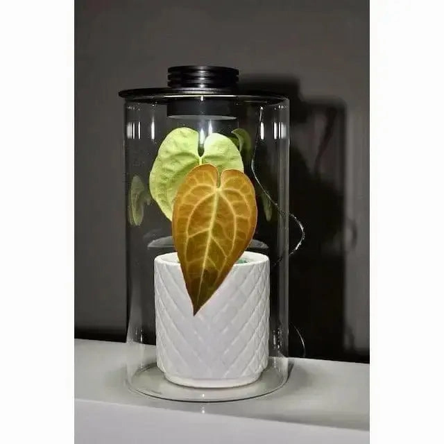 Bioscape 150 cylinder Nano Moss Terrarium (4.1 litre) with Grow Light