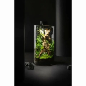 Bioscape 200 cylinder Nano Moss Terrarium  (8.2 litre) with Grow Light,garden yard decoration
