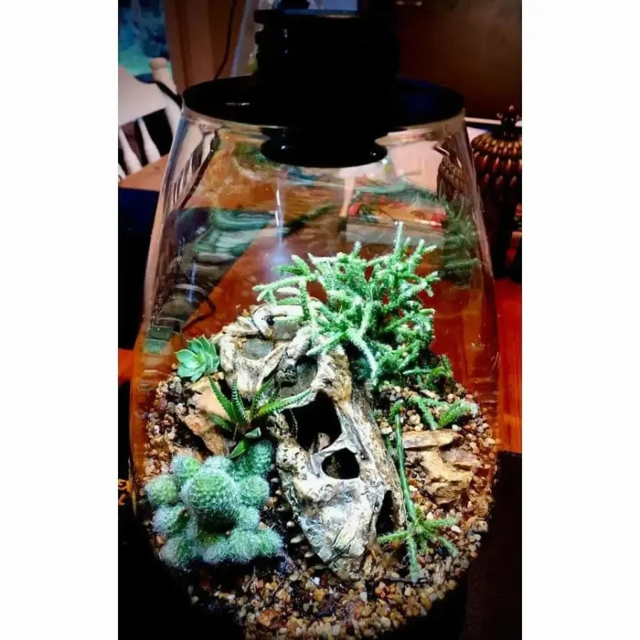 Bioscape 200 rounded  Nano Moss Terrarium (5 litre) with Grow Light
