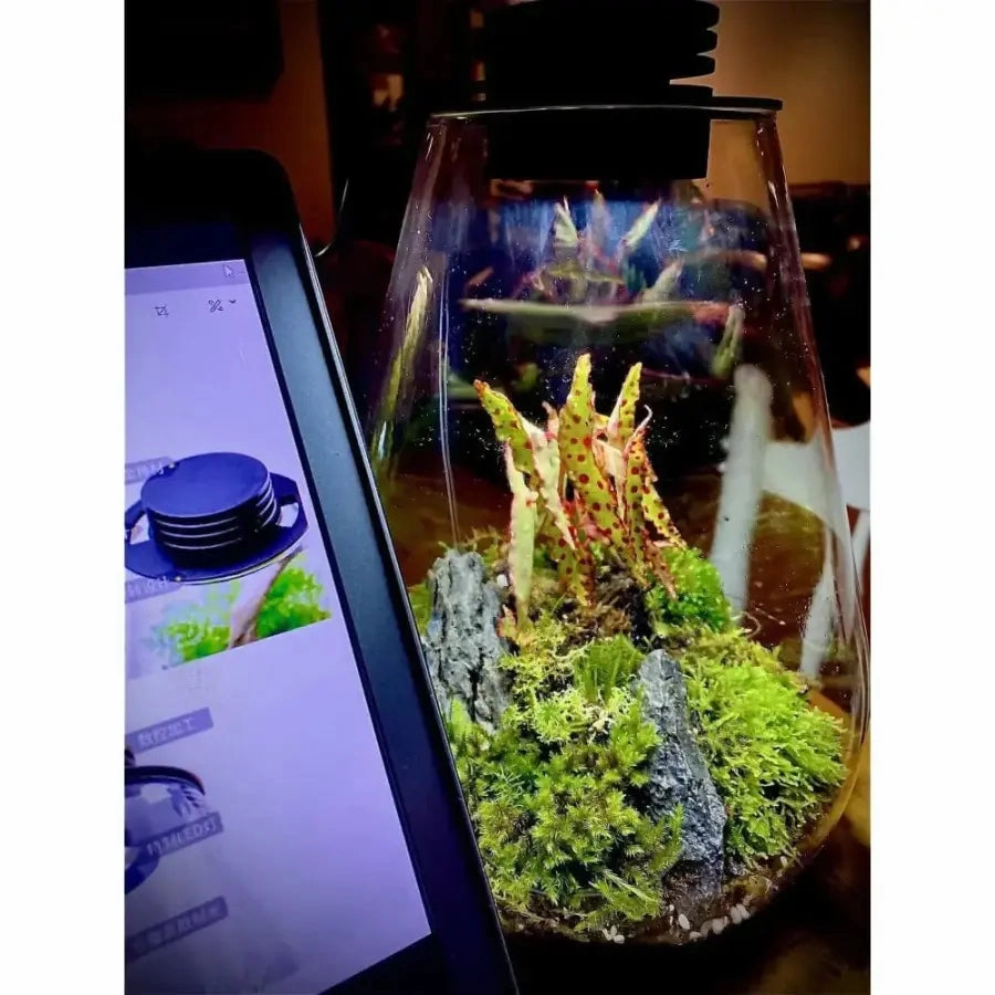 Bioscape 200 rounded  Nano Moss Terrarium (5 litre) with Grow Light