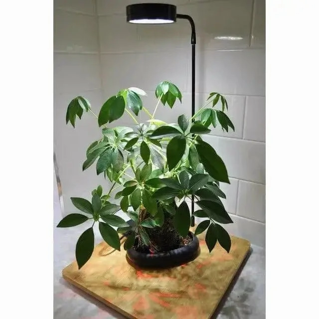 Bioscape LED Grow Light with Bamboo Stand