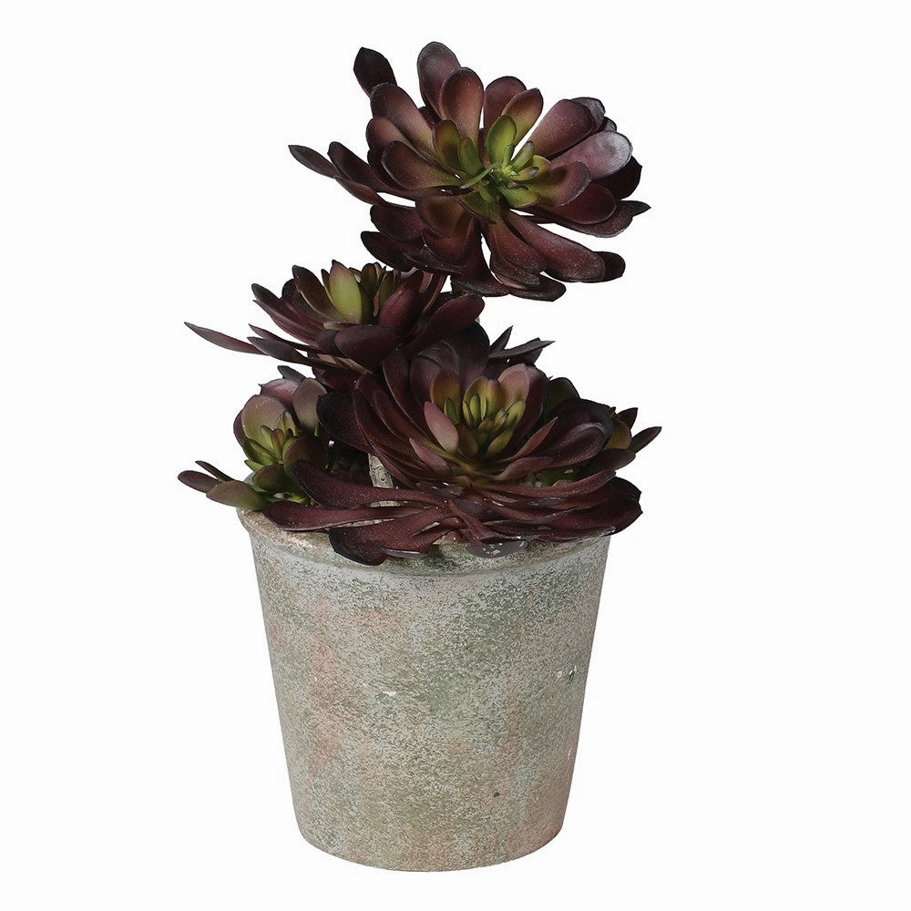 Black Aeonium Succulent in Textured Pot 31cm
