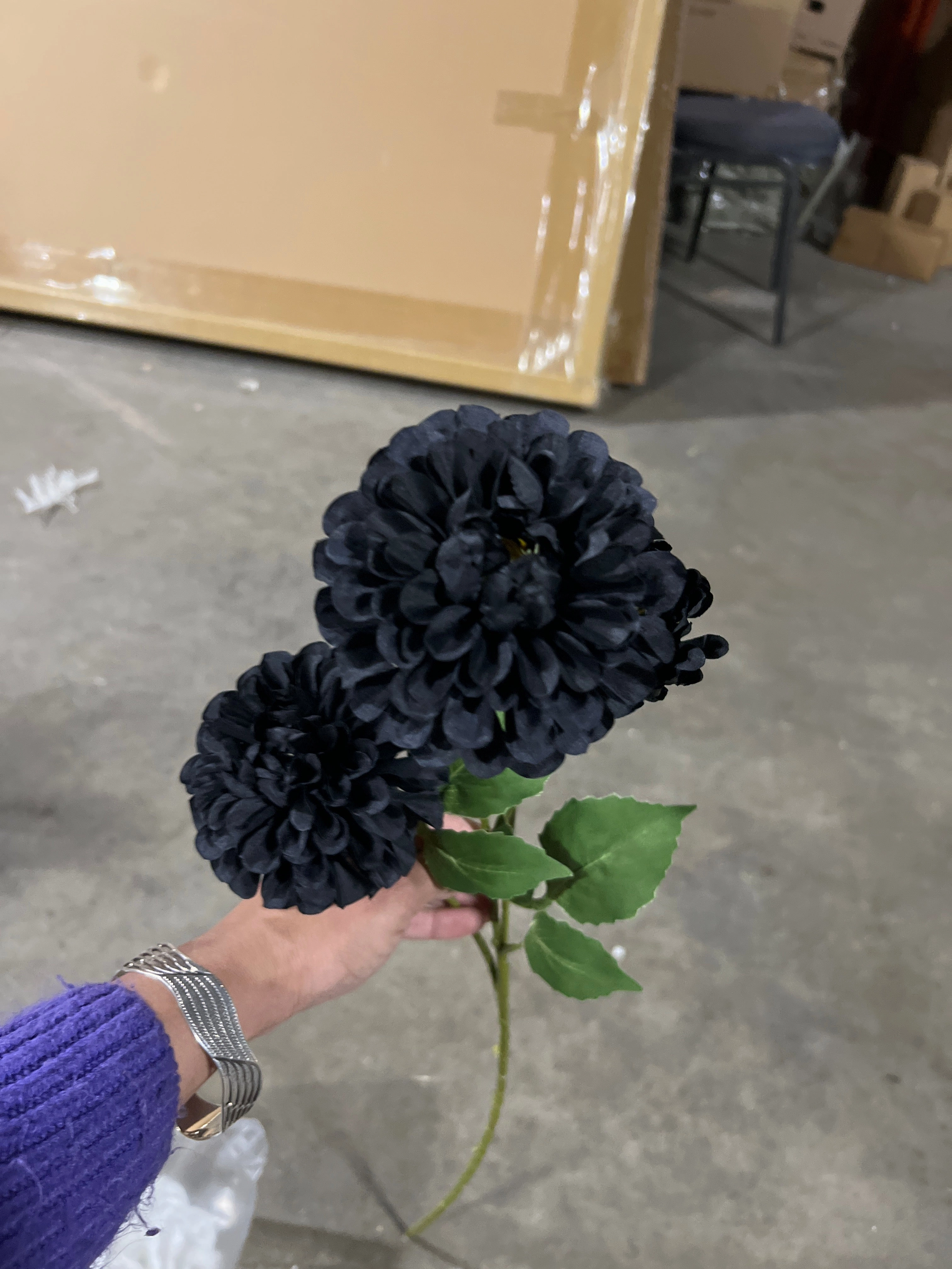 Black Pompom Dahlia spray
