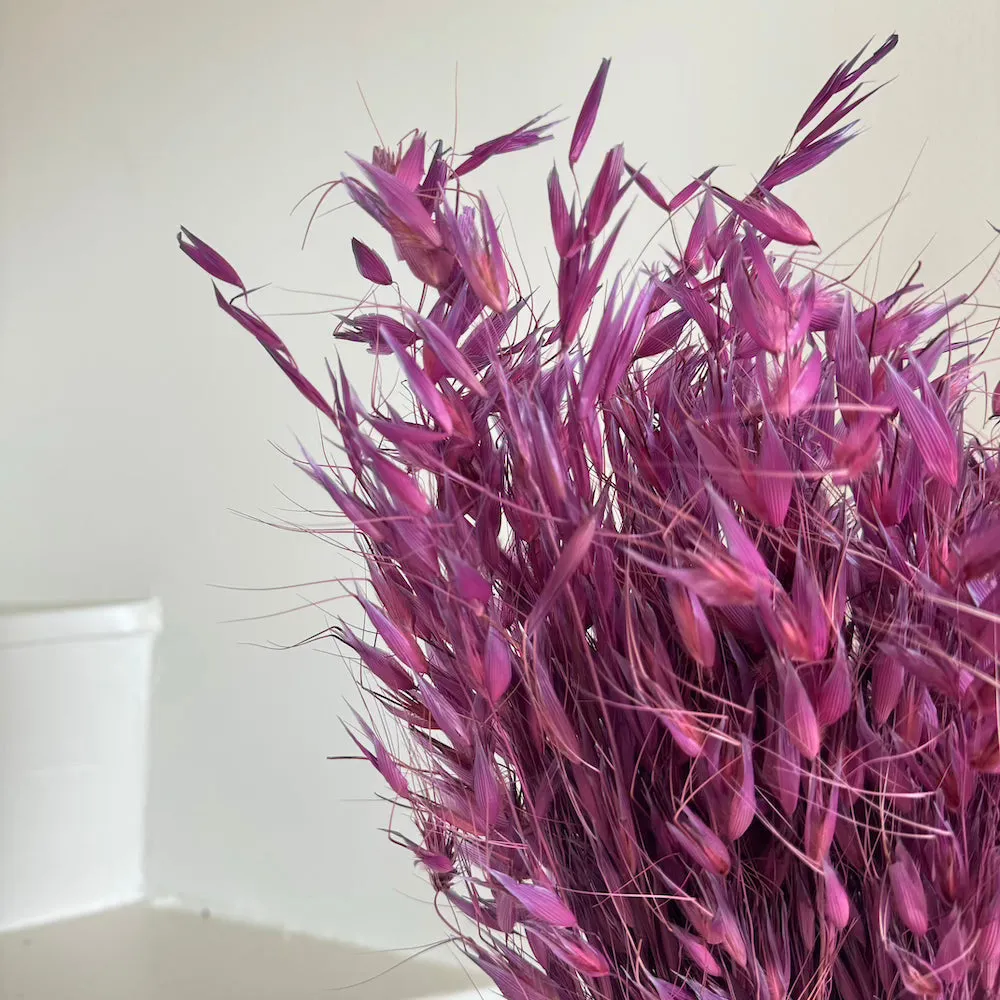 Botte Avoine Violet
