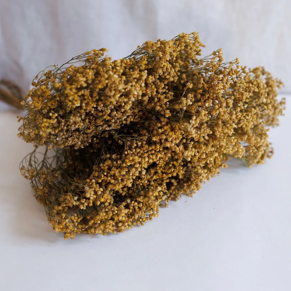 Botte broom bloom naturel