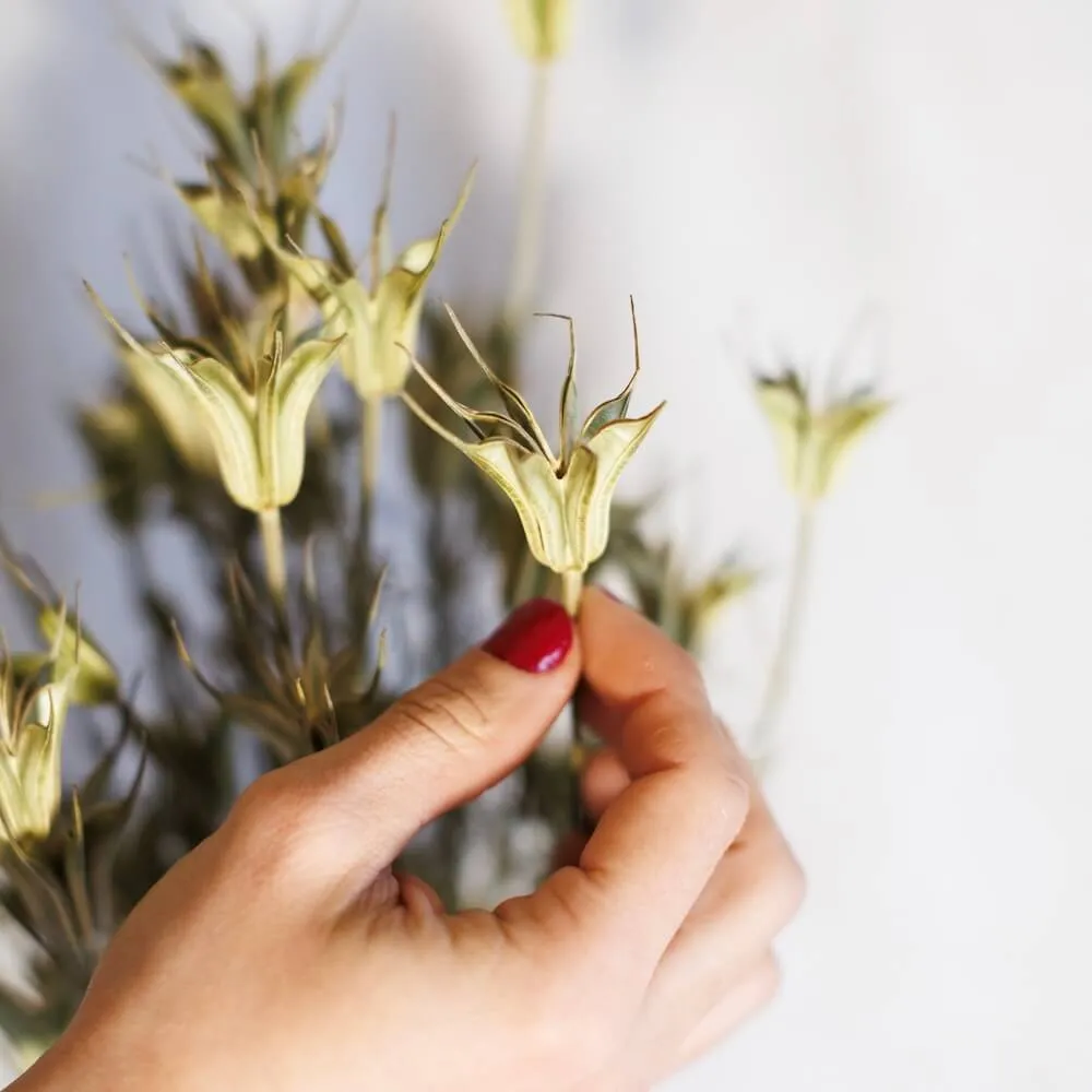 Botte de nigelle orientalis naturelle