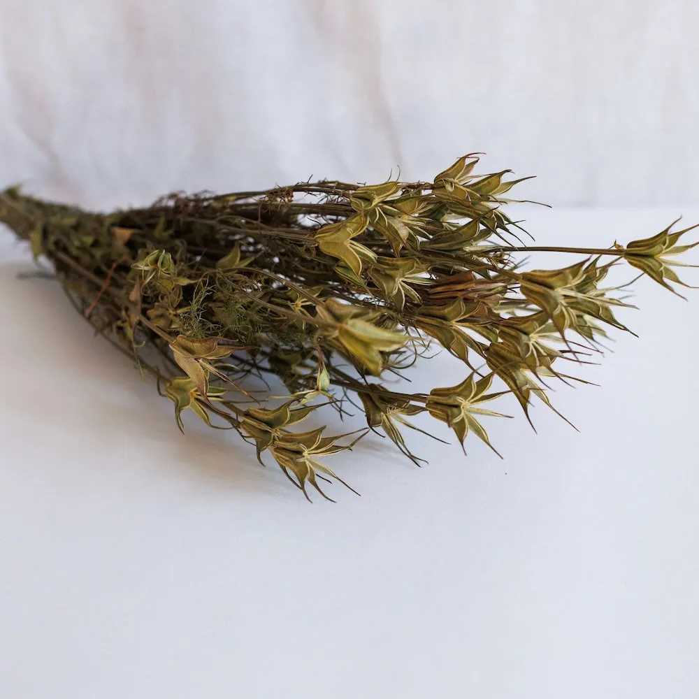 Botte de nigelle orientalis naturelle