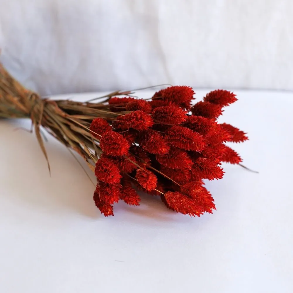 Botte Phalaris rouge