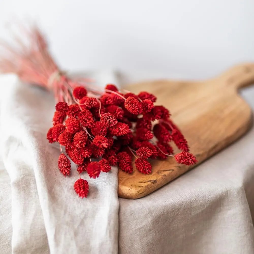 Botte Phalaris rouge