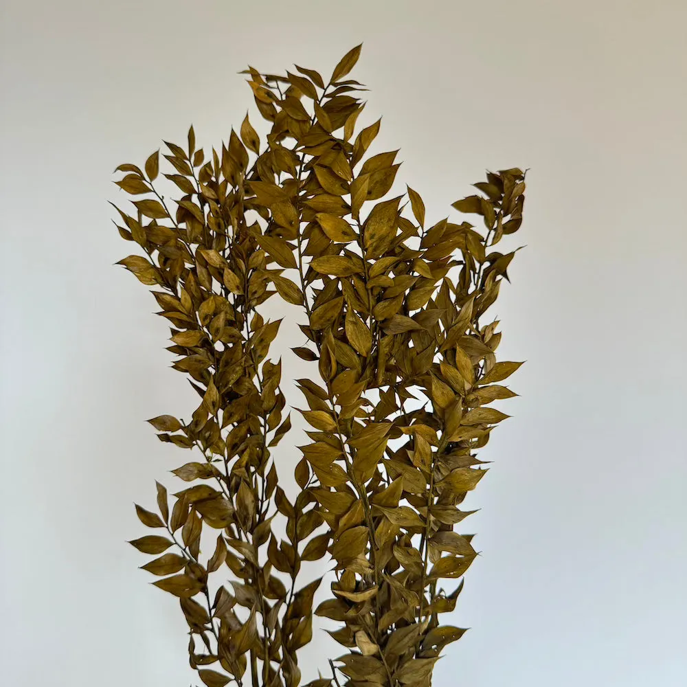 Botte Ruscus Vert olive