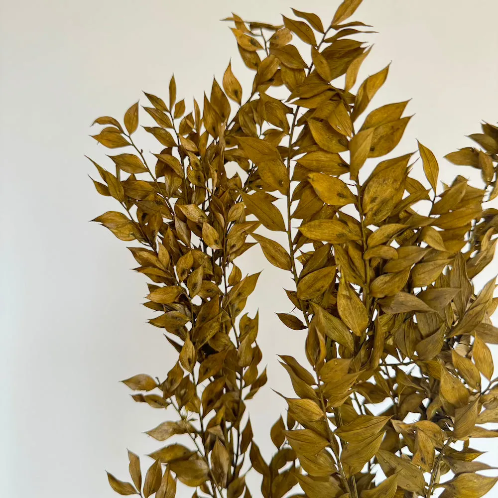 Botte Ruscus Vert olive
