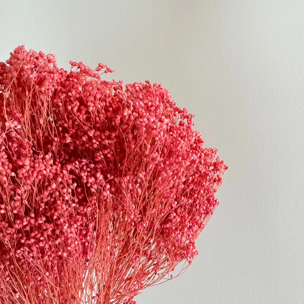 Botte Broom bloom Vieux rose