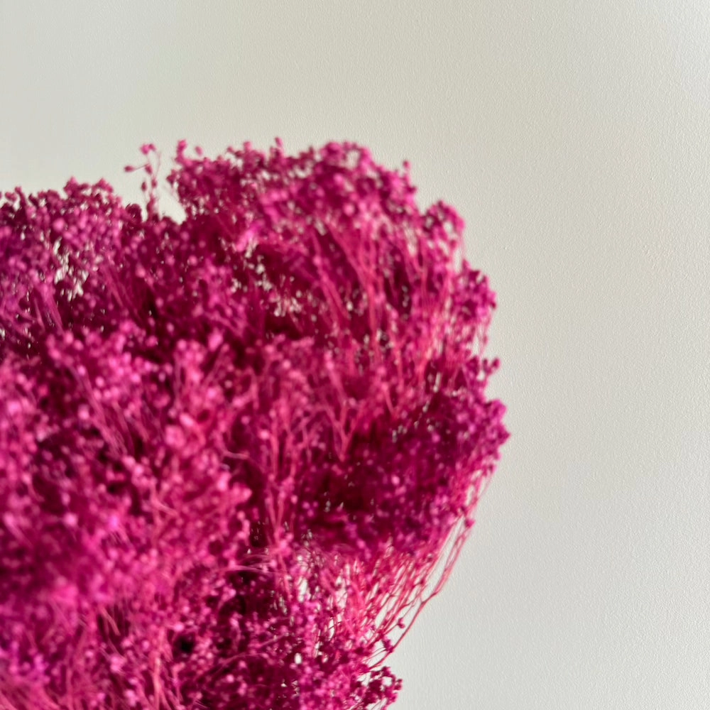 Botte Broom bloom Violet