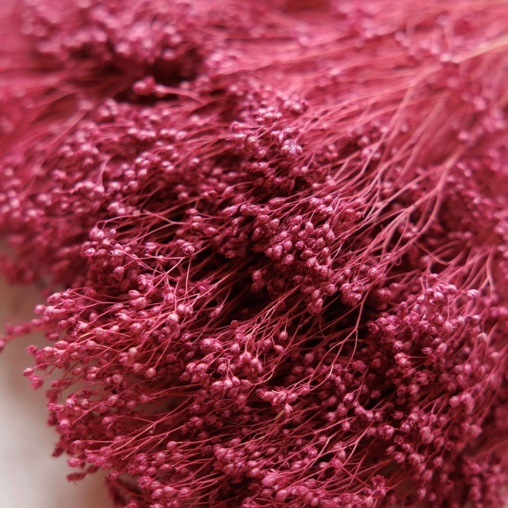 Botte Broom bloom Violet