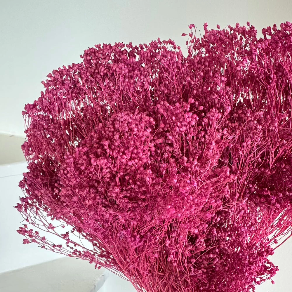 Botte Broom bloom Violet