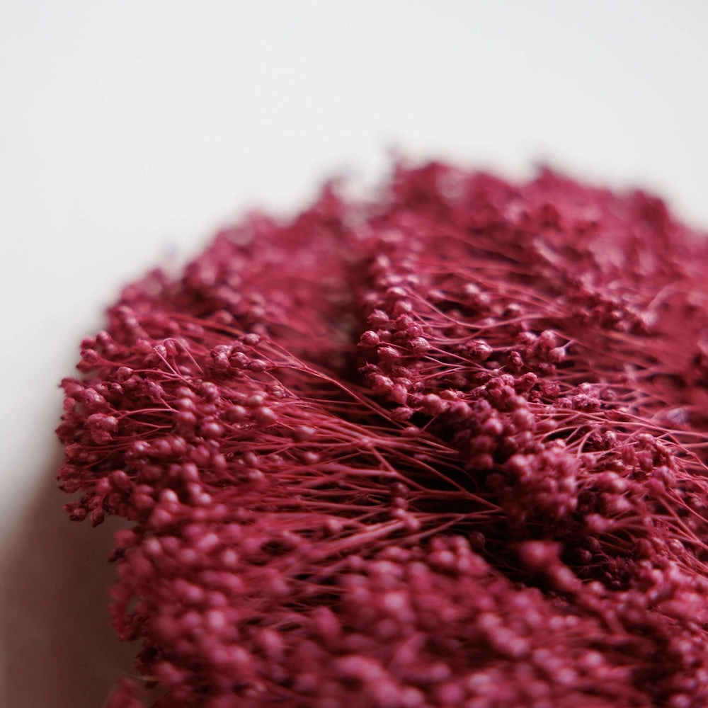 Botte Broom bloom Violet