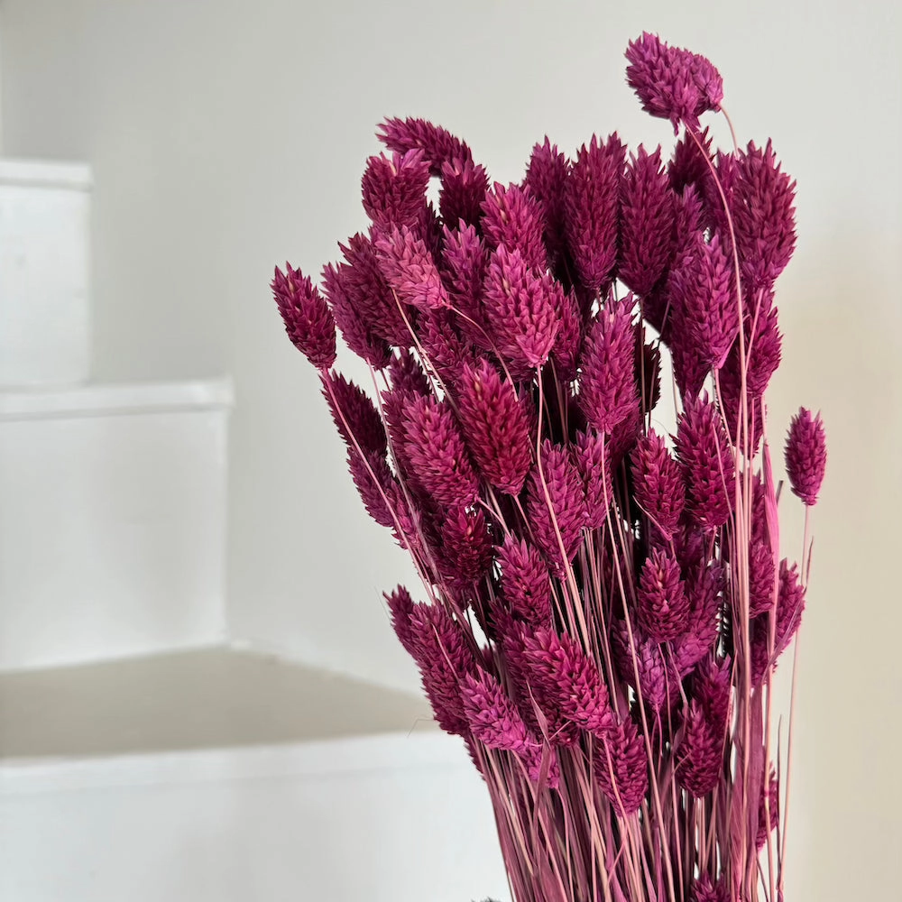 Botte phalaris bordeaux