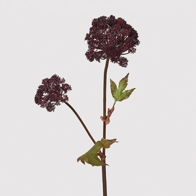 Burgundy Angelica Seed Head with Leaves 95cm,dried artificial flower