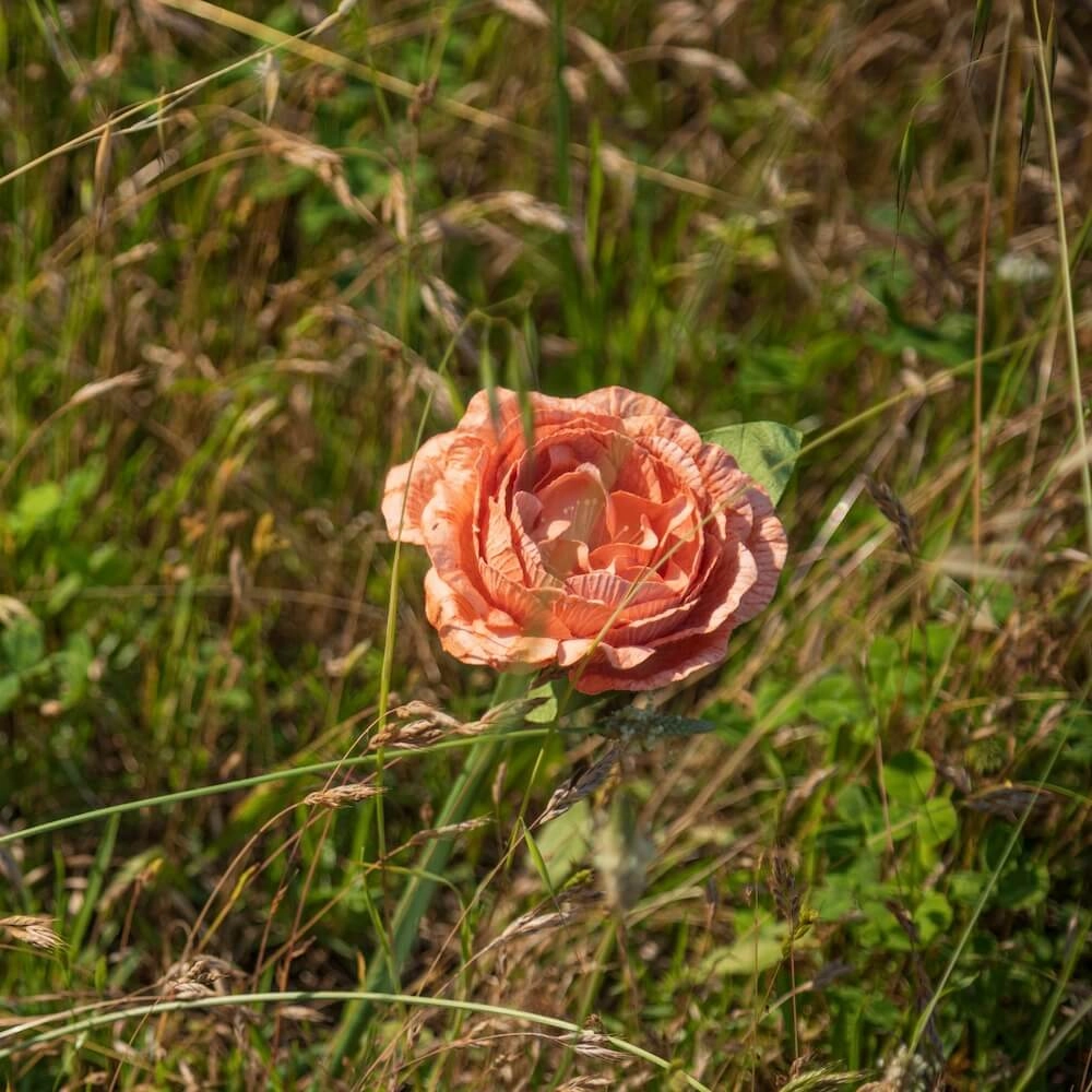 Camlia en papier orange