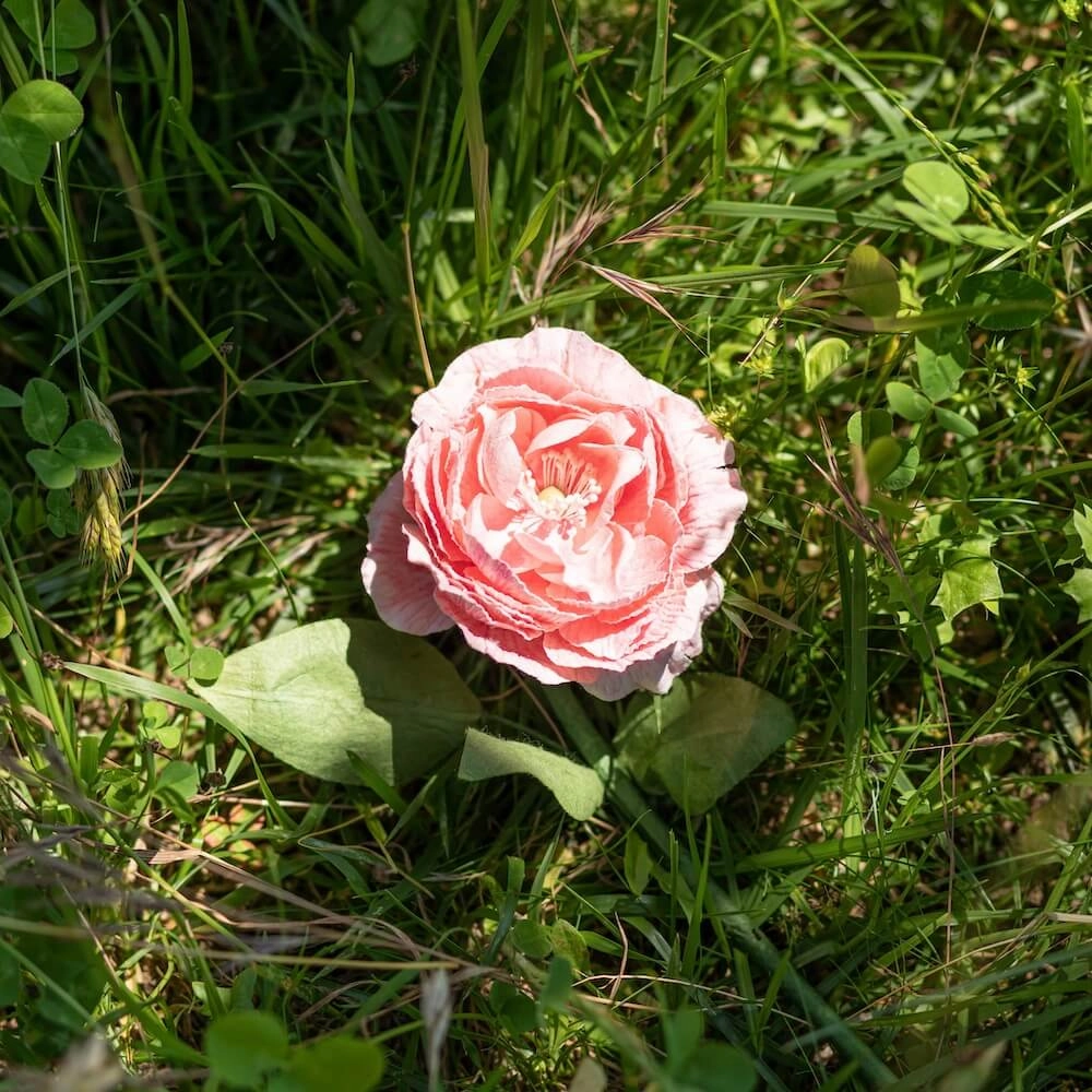 Camlia en papier rose ple
