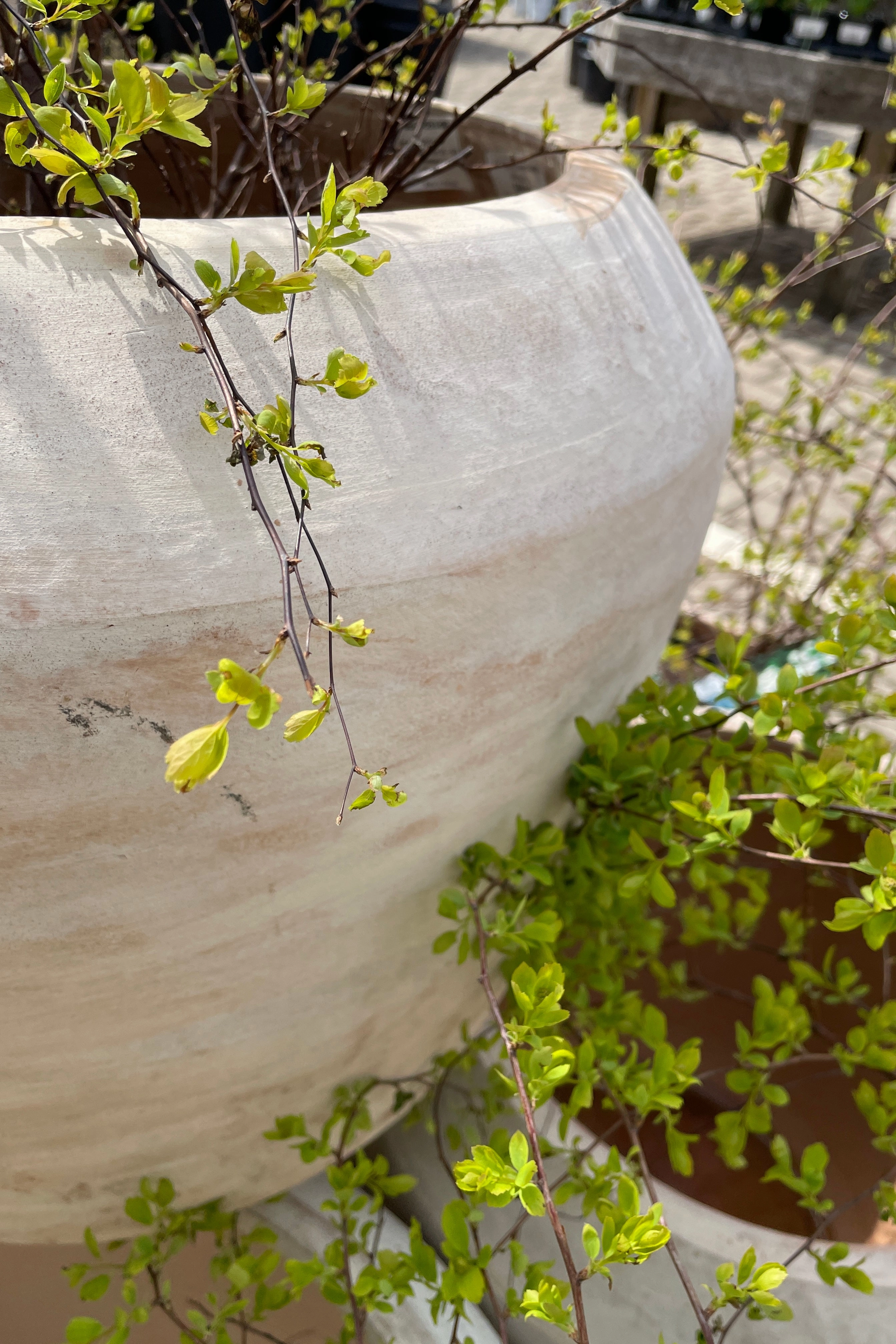 Cape Unglazed Planter Large
