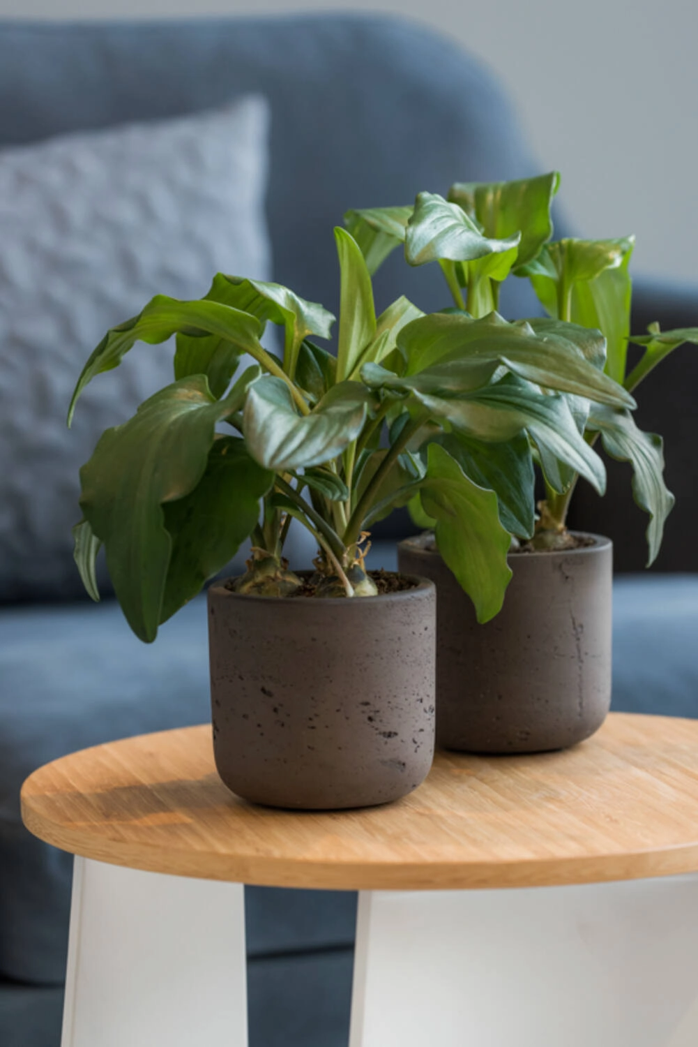Charlie Pot Black Washed Small