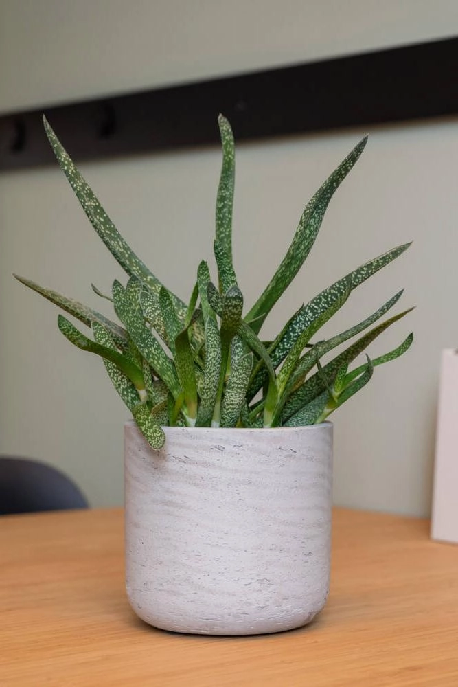 Charlie Pot Grey Washed Medium