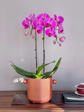 Classic Potted Orchid,funeral flower decor