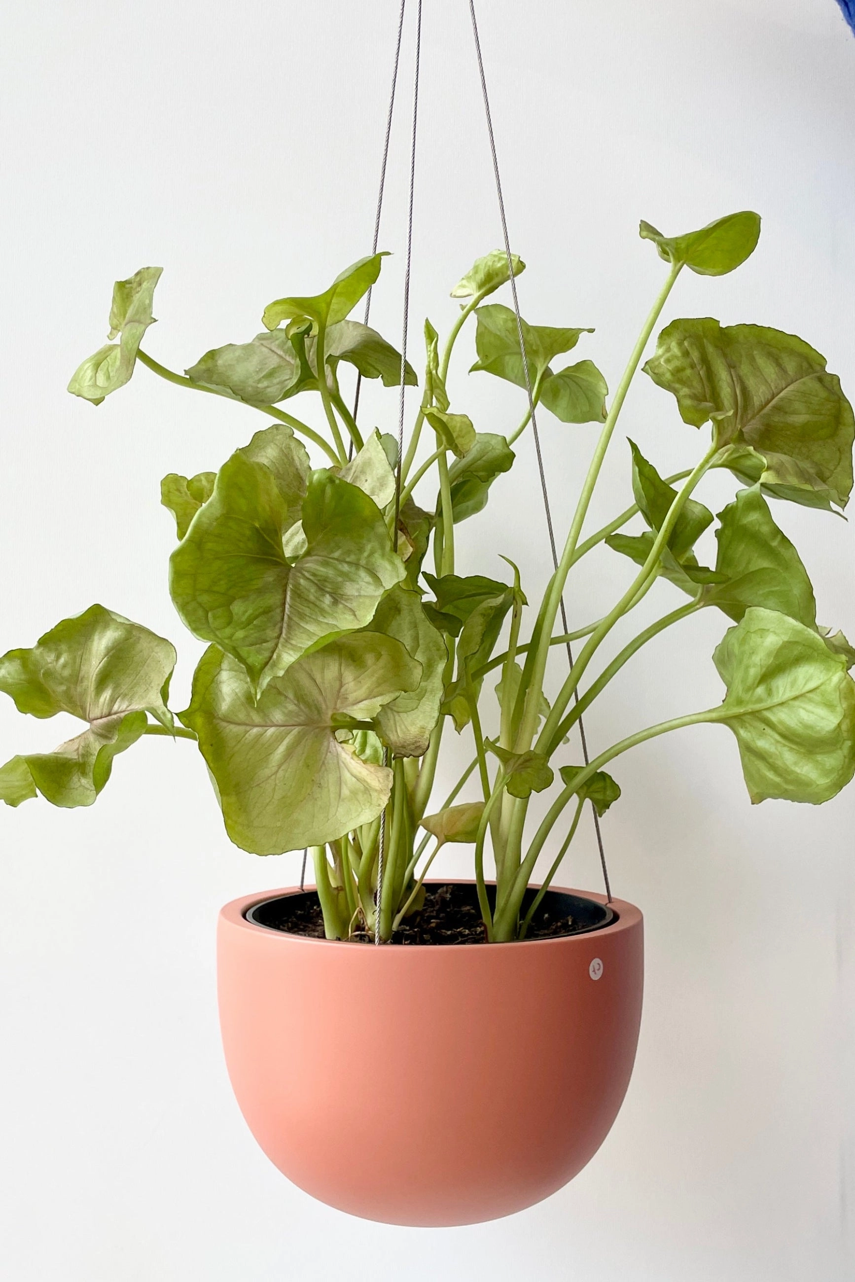 Clifton Matte Dusty Pink Hanging Pot Small