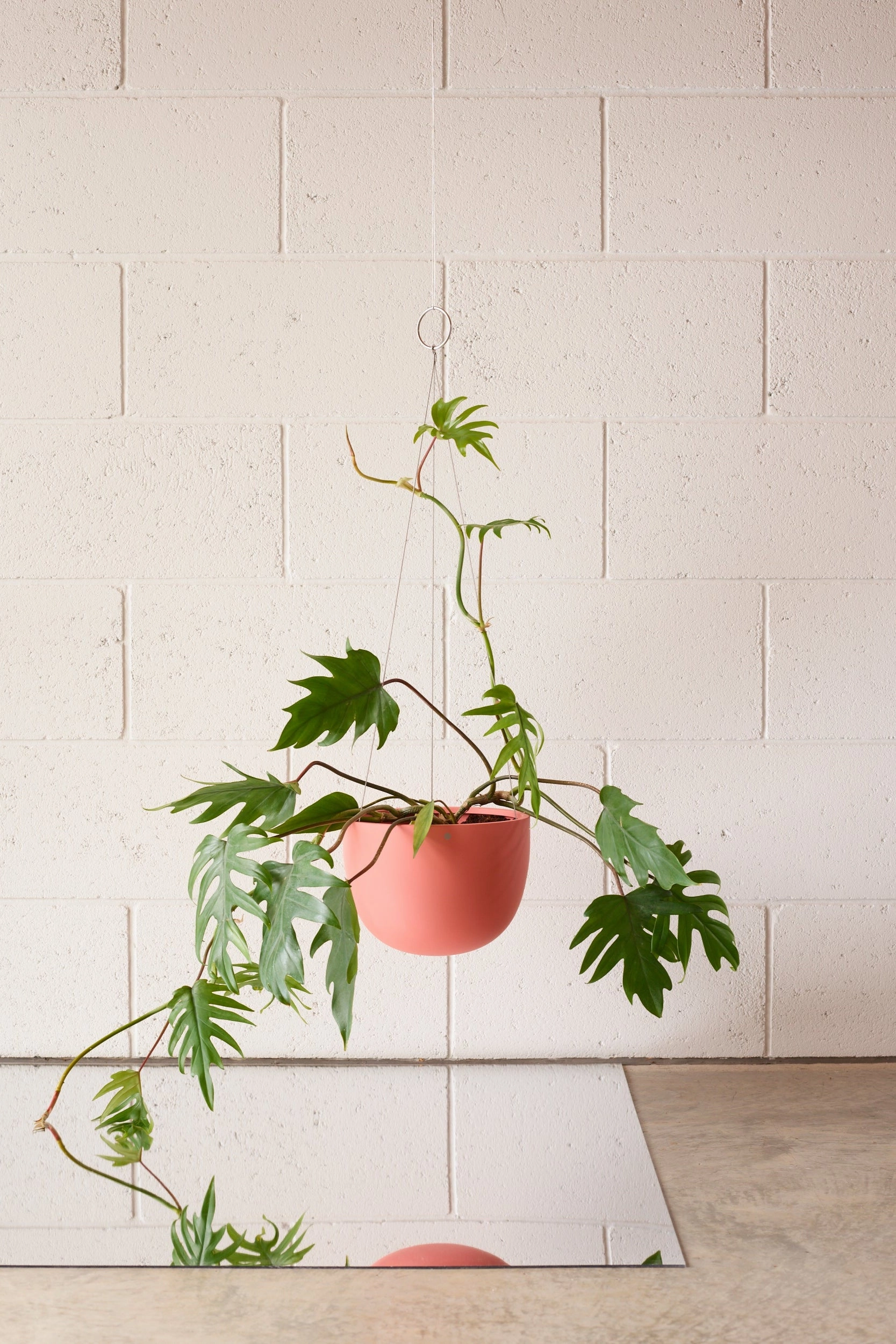 Clifton Matte Dusty Pink Hanging Pot Small