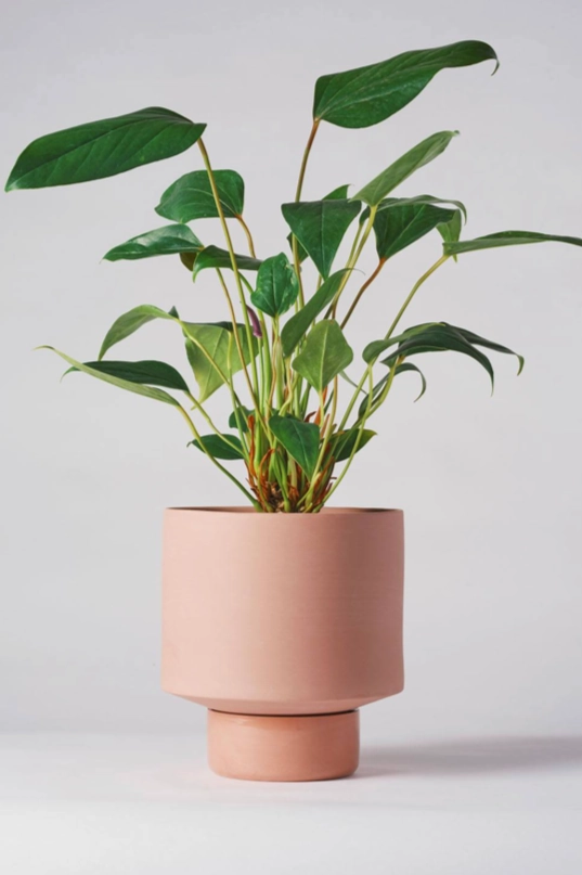 Collector's Gro Pot Ochre Large